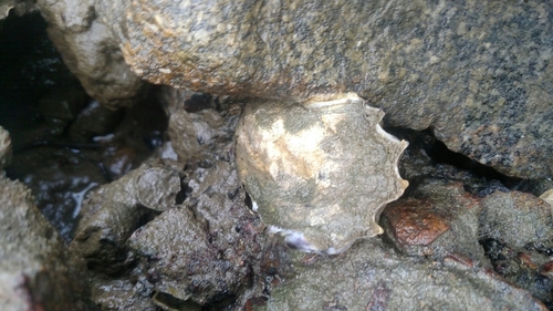 Ostreidae