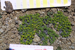 Azorella nivalis