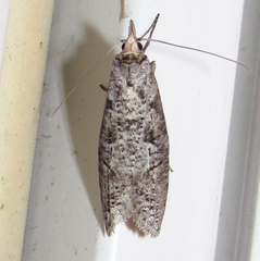 Ellabella melanoclista