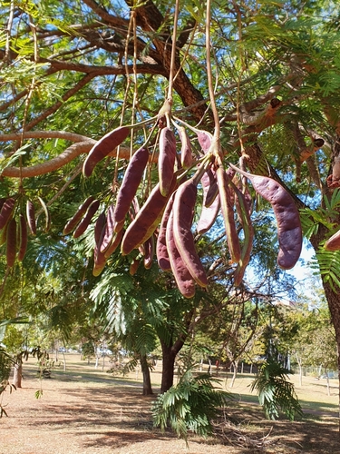 Parkia platycephala, photograph 1