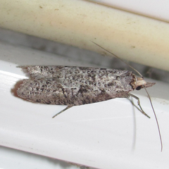 Ellabella melanoclista