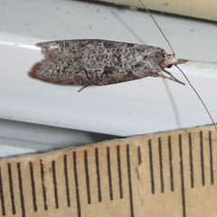 Ellabella melanoclista