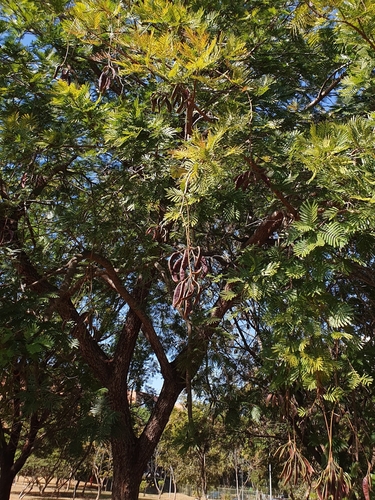 Parkia platycephala, photograph 2