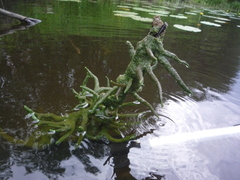 Ephydatia fluviatilis