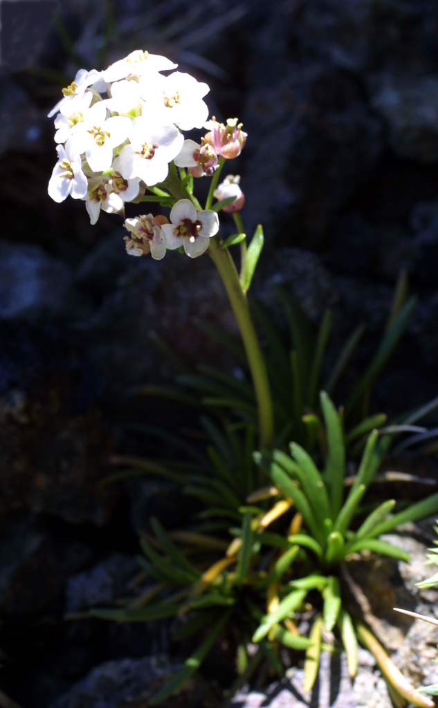 Onuris graminifolia