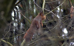 Sciurus vulgaris