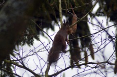 Sciurus vulgaris