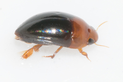Hydrocanthus atripennis