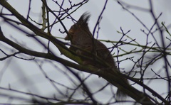Sciurus vulgaris