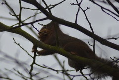 Sciurus vulgaris