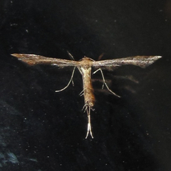 Lantanophaga pusillidactylus