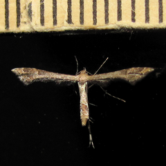 Lantanophaga pusillidactylus