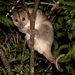 Cuscuses and Brushtail Possums - Photo (c) brother-nature, some rights reserved (CC BY-NC)