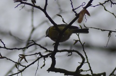 Cyanistes caeruleus