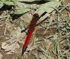 Crocothemis
