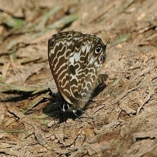 Madagascar zebra blue