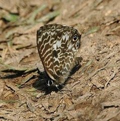 Leptotes rabefaner