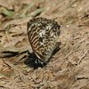Madagascar Zebra Blue - Photo (c) Nick Block, some rights reserved (CC BY), uploaded by Nick Block