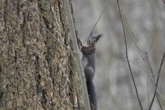 Sciurus vulgaris