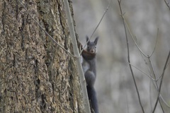 Sciurus vulgaris