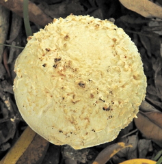 Saproamanita foetidissima