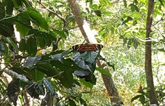 Lycorea halia discreta