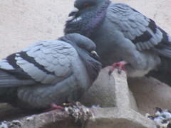 Columba livia domestica