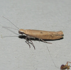 Ypsolopha