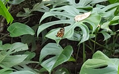 Lycorea halia discreta