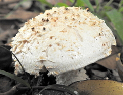 Saproamanita foetidissima