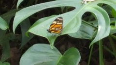 Lycorea halia discreta