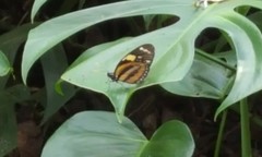 Lycorea halia discreta