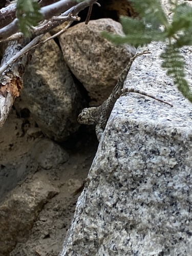iNaturalist observation photo of Western Fence Lizard