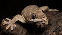 Cape York Pad-Tail Gecko photo 3