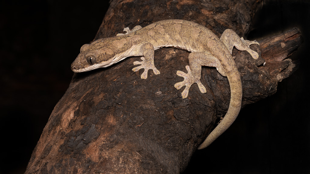 Cape York Pad-Tail Gecko