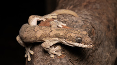 Cape York Pad-Tail Gecko photo 2