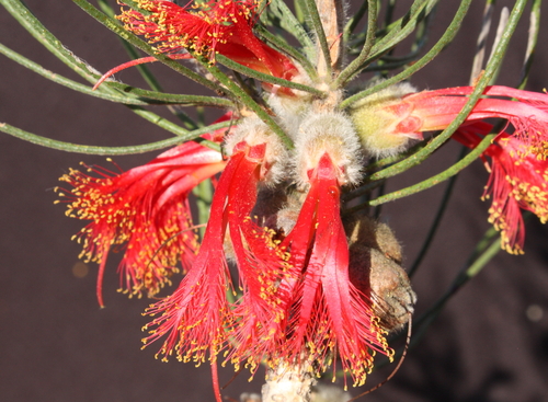 Claw flower (Melaleuca chrysantherea)