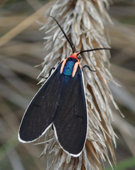 Ctenucha multifaria