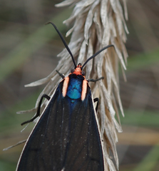 Ctenucha multifaria