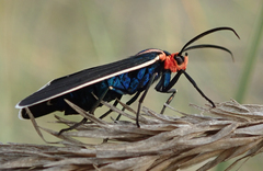 Ctenucha multifaria