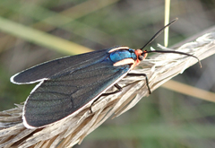 Ctenucha multifaria