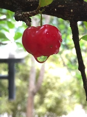 Malpighia emarginata