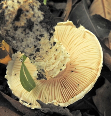 Saproamanita foetidissima