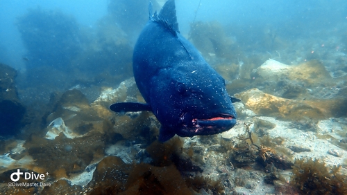 Black jewfish (Stereolepis gigas) — Polyprionidae — 3