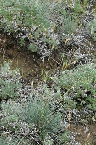 Image of Festuca saximontana by (c) Syd Cannings, some rights reserved (CC BY)