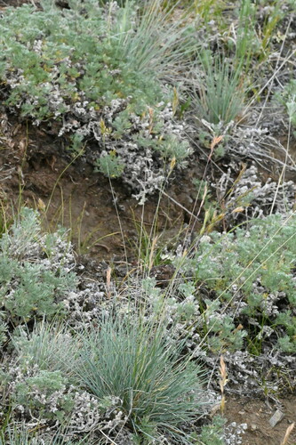 Image of Festuca saximontana by (c) Syd Cannings, some rights reserved (CC BY)