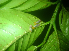 Syrphidae