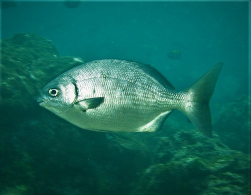 Cortez Sea Chub