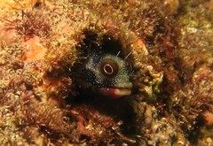 Mexican Barnacle Blenny photo 2