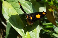 Catonephele numilia neogermanica